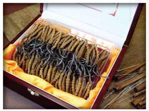 隆回冬虫夏草回收